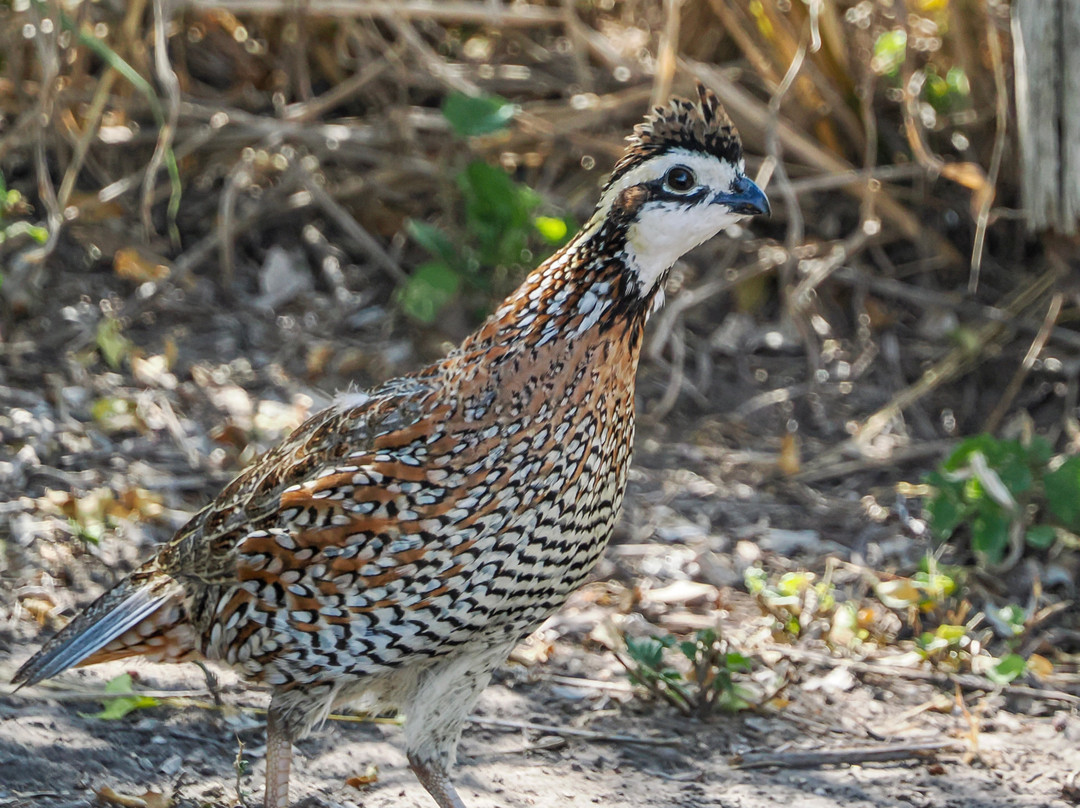 King Ranch Visitor Center-Kingsville必去景点