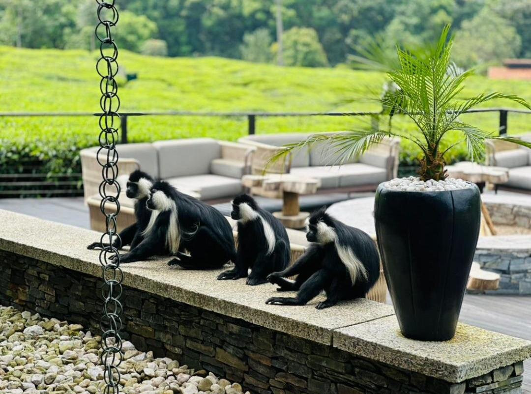 Nyungwe National Park - Rwanda-Western Province必去景点