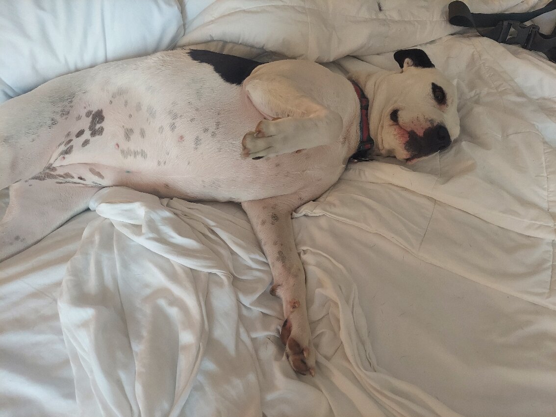 La Quinta Inn & Suites By Wyndham Pflugerville-官方