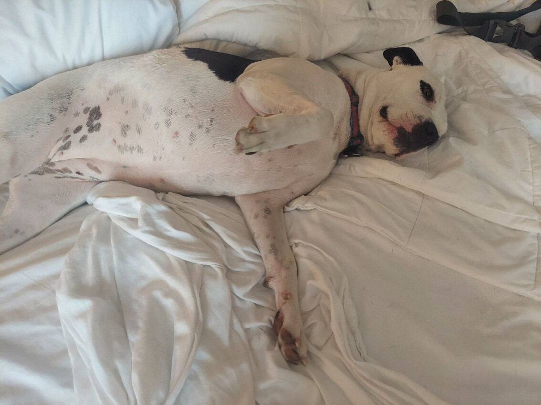 La Quinta Inn & Suites By Wyndham Pflugerville主图