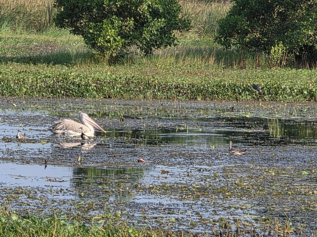Kalametiya Eco Bird Watching-Kalametiya必去景点