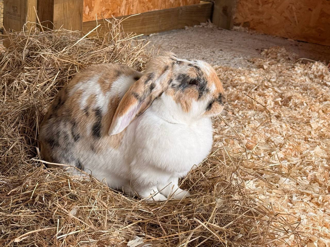 White Elm Garden Centre & Tea Room-Bicknacre必去景点