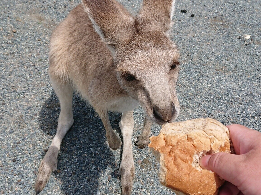 Bredl's Wildlife-艾尔利滩必去景点
