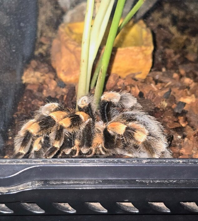 Plantasia Tropical Zoo-斯温西必去景点