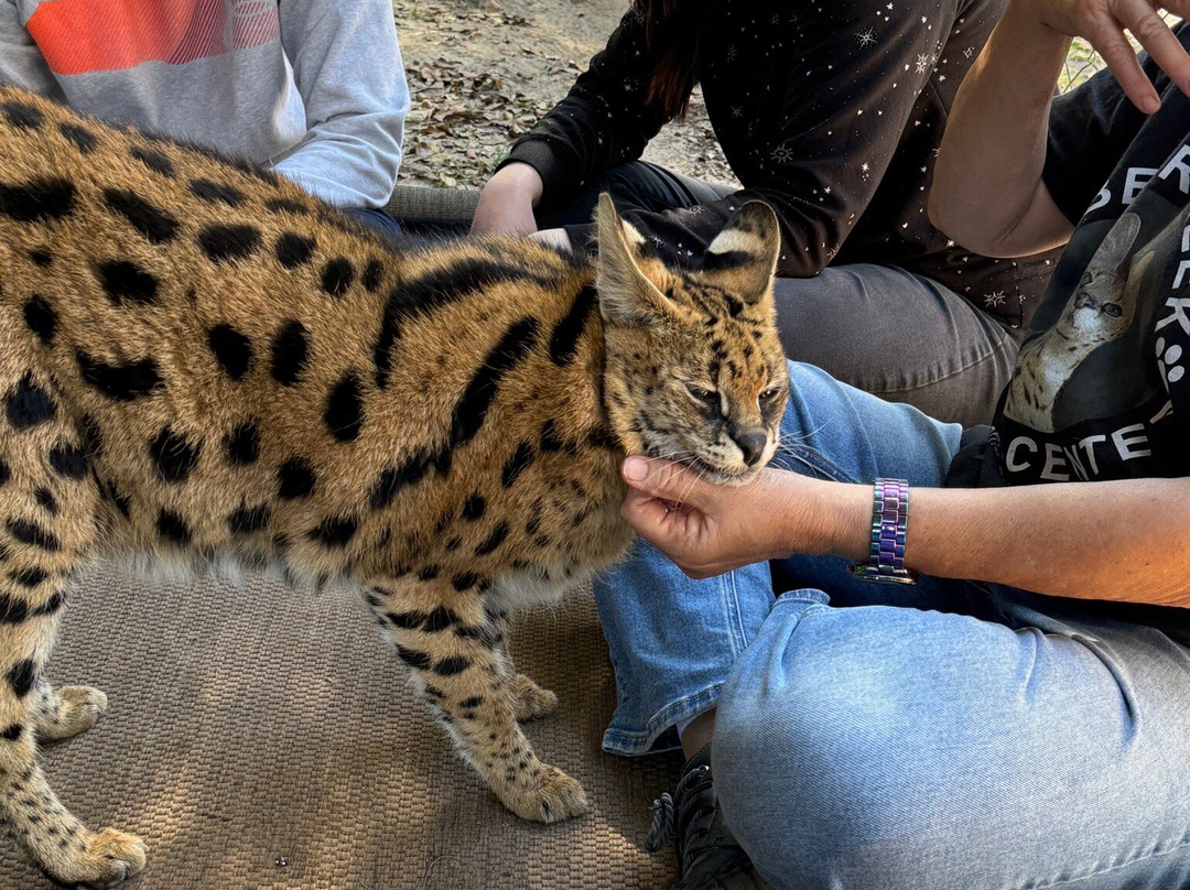 Bear Creek Feline Center-巴拿马城必去景点