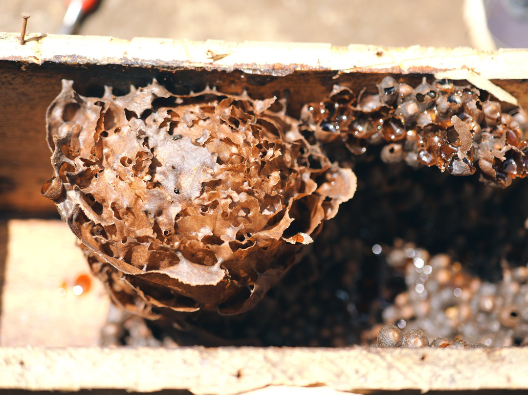Gapeef Grace Beekeeping-Machame必去景点
