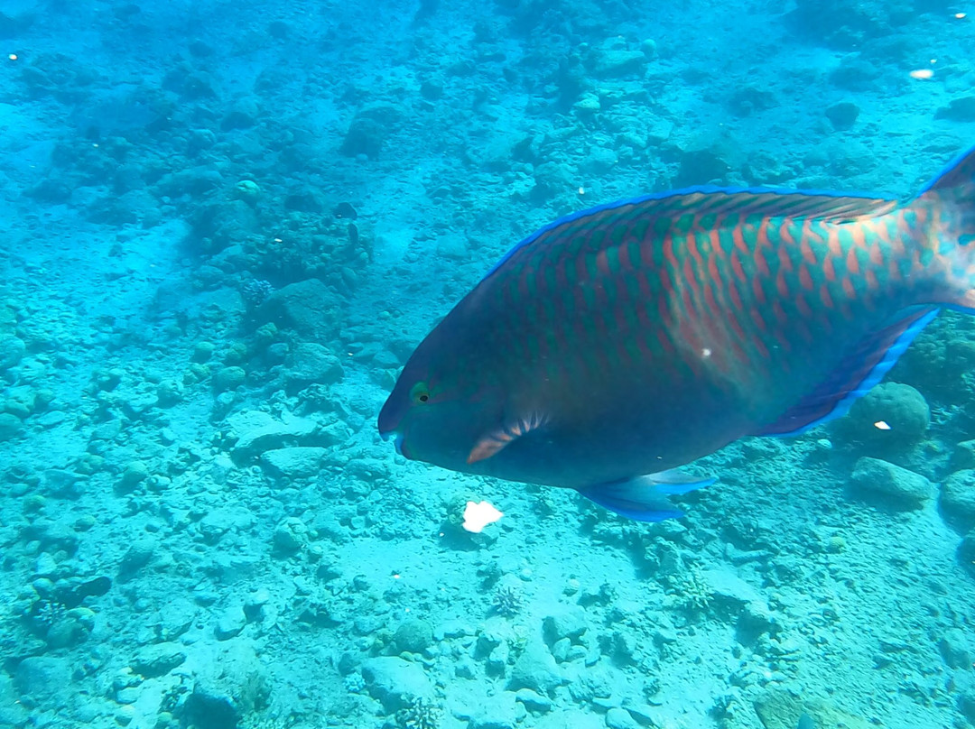Migdalor Beach-埃拉特必去景点