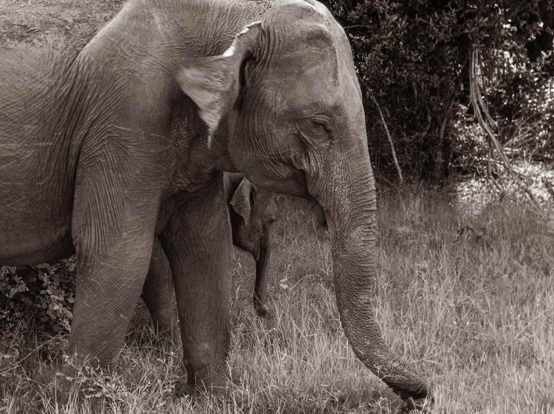 Harrysuni Tours-尼甘布必去景点
