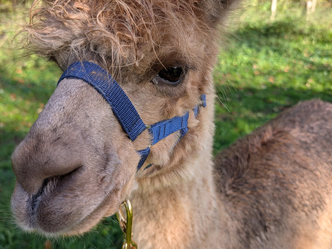 Bell Farm Alpacas-Pensford必去景点