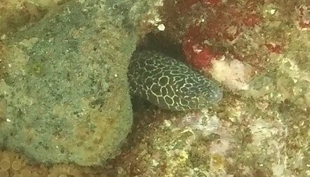 Gold Coast Dive Adventures-Runaway Bay必去景点