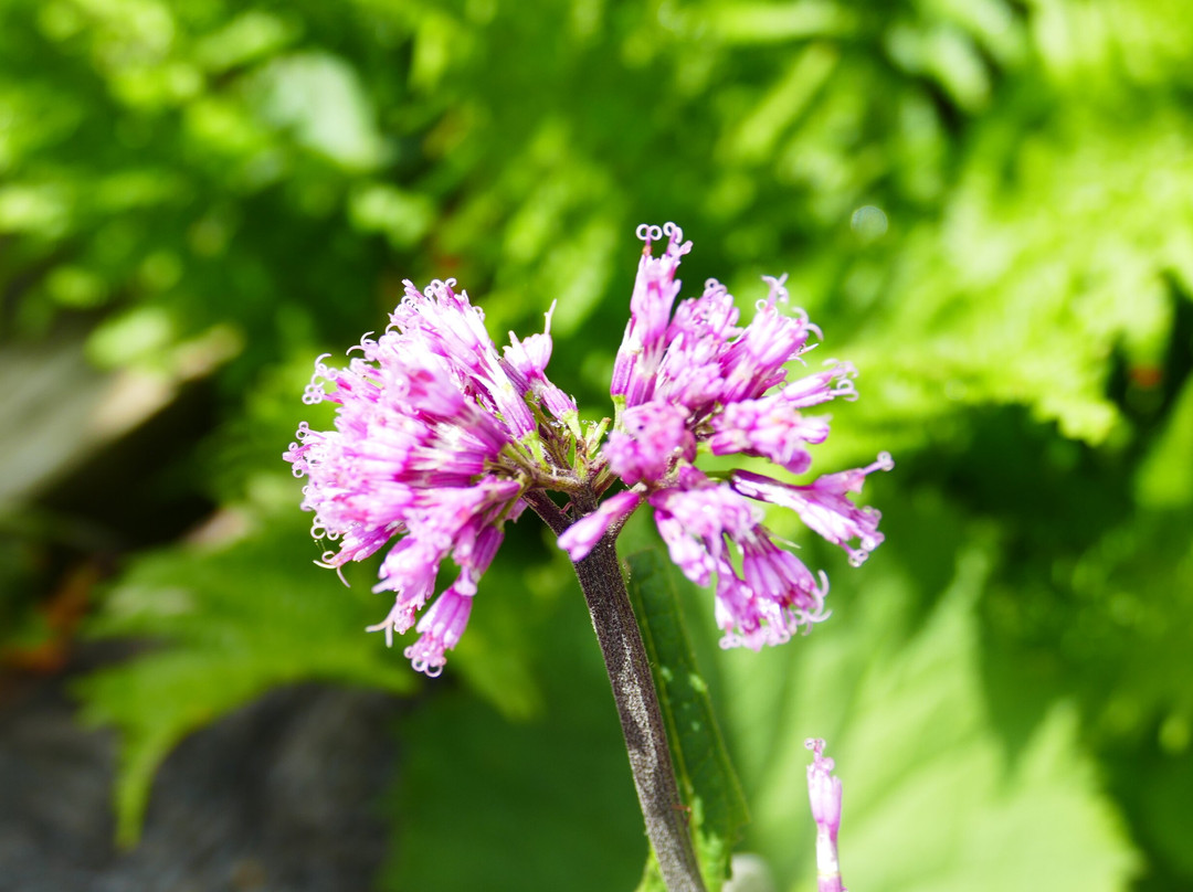 Puy De Sancy-蒙多尔必去景点
