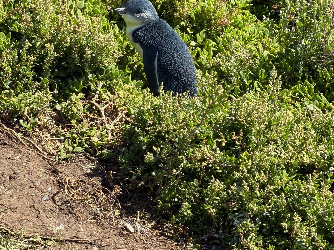 The Nobbies-萨默兰必去景点