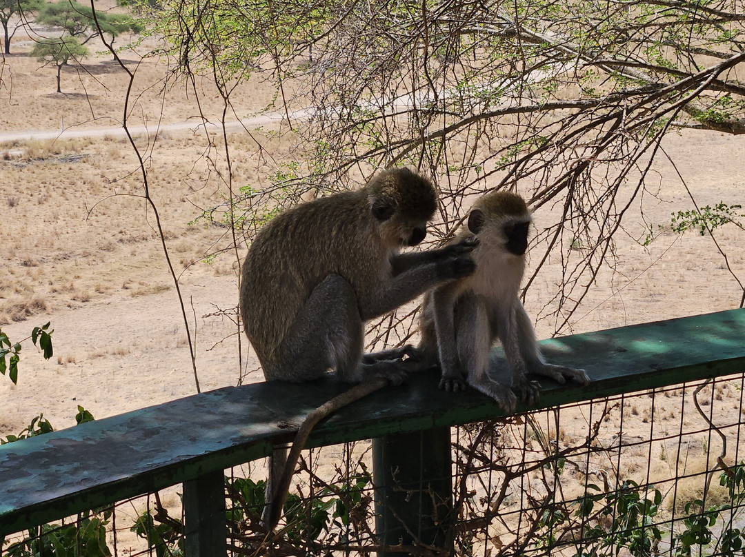 Tanzania-Experience-阿鲁沙必去景点