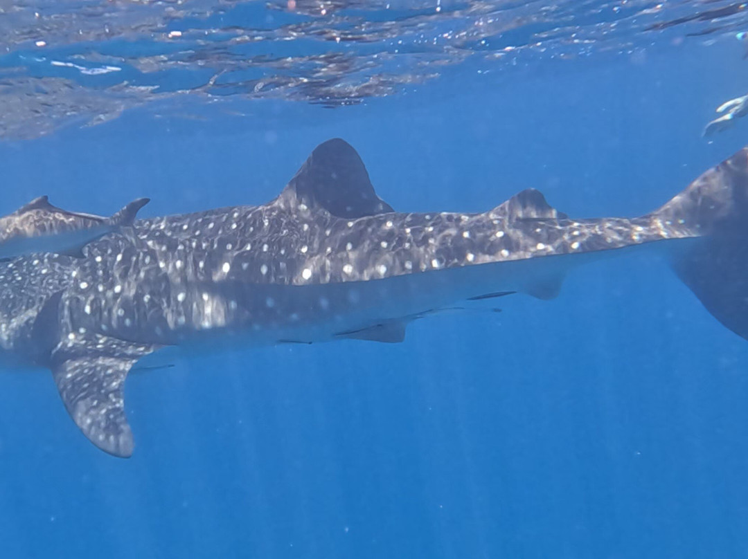 Les Baleines Rand'eau-诺西贝必去景点