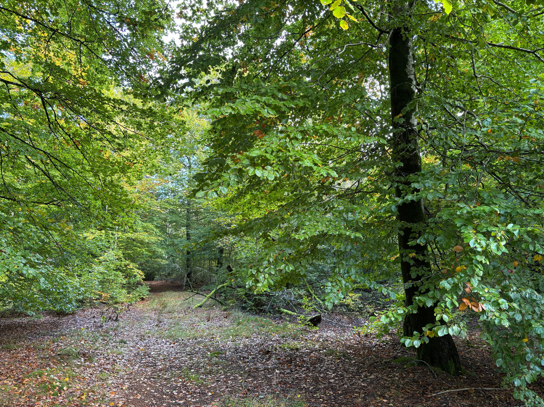 Råmebo Naturreservat
