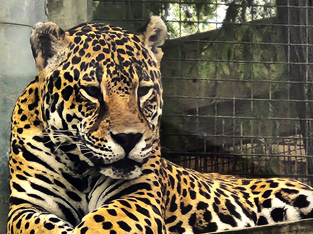 The Texas Zoo-维多利亚必去景点