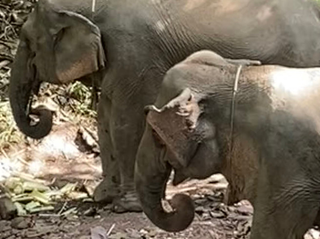 Mekong Elephant Park-北宾必去景点