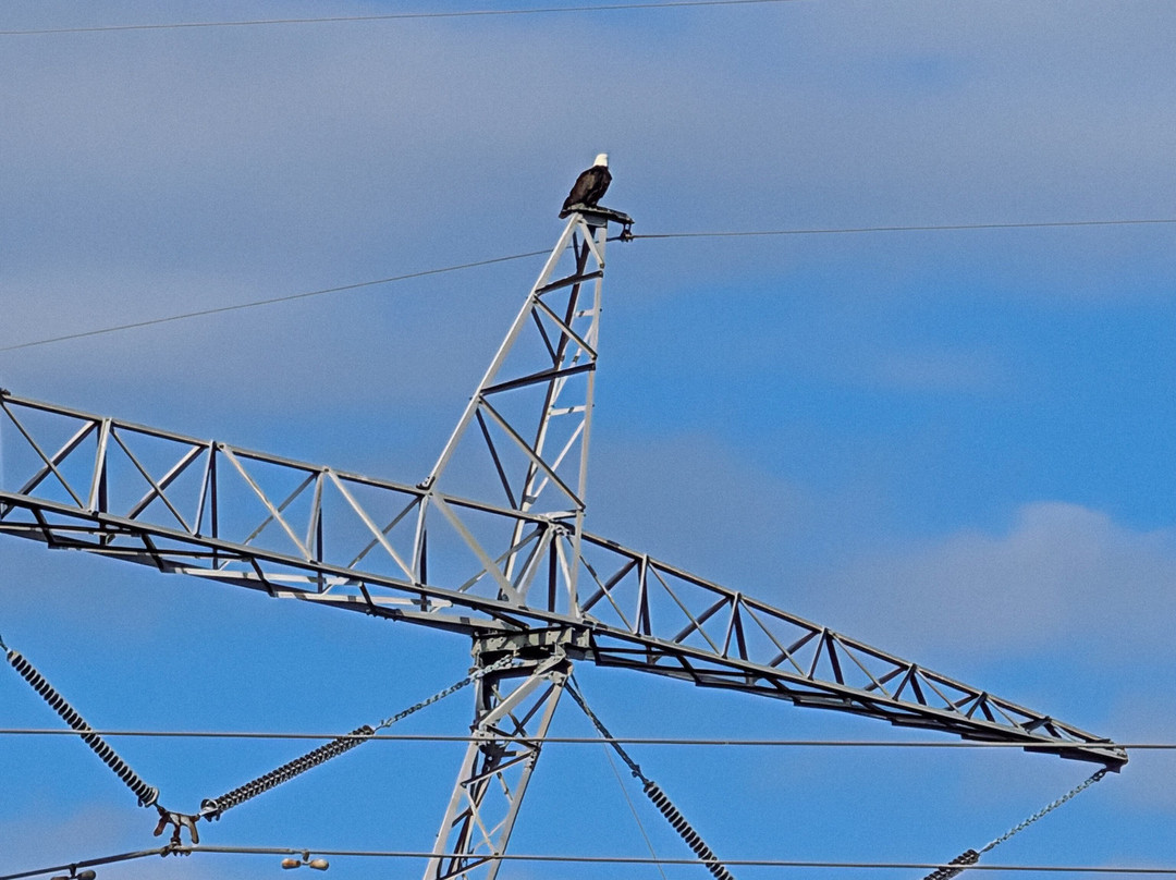 New Orleans Airboat Tours-Marrero必去景点