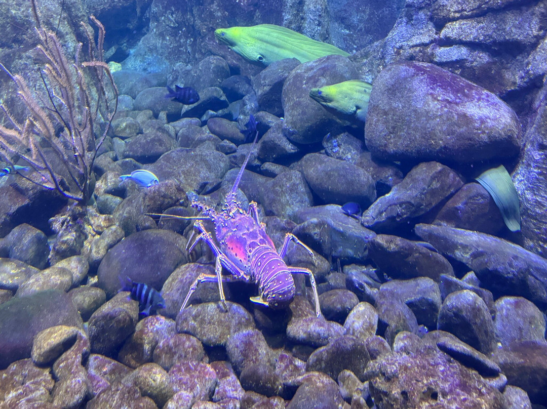 Aquarium de la Guadeloupe-Le Gosier必去景点