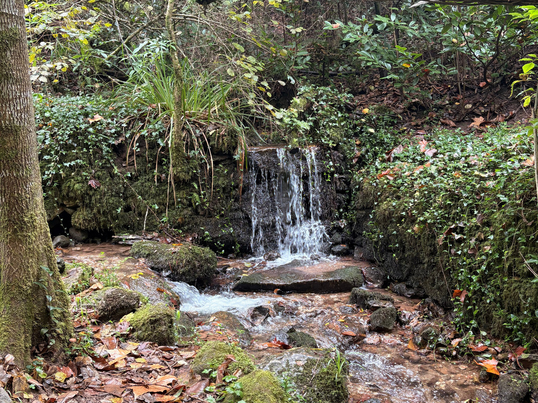 Mata Nacional do Bucaco-卢祖必去景点
