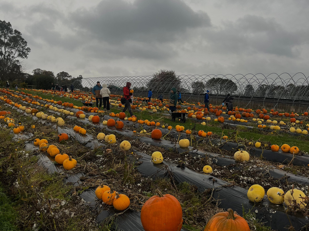 Cairnie Fruit Farm & Mega Maze-库珀必去景点