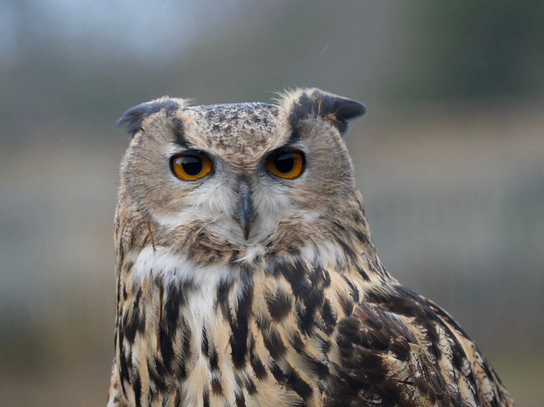 North Somerset Bird of Prey Centre-Congresbury必去景点