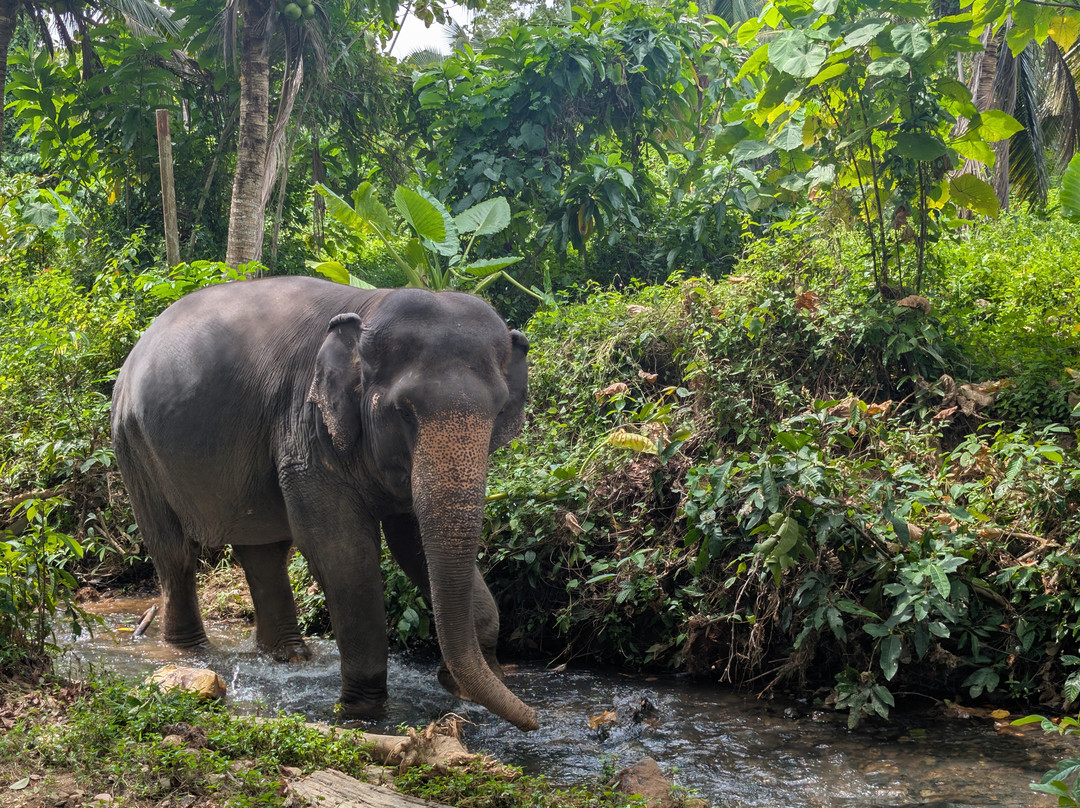 Lanta Island Safari Elephant Lover-Khlong Hin必去景点