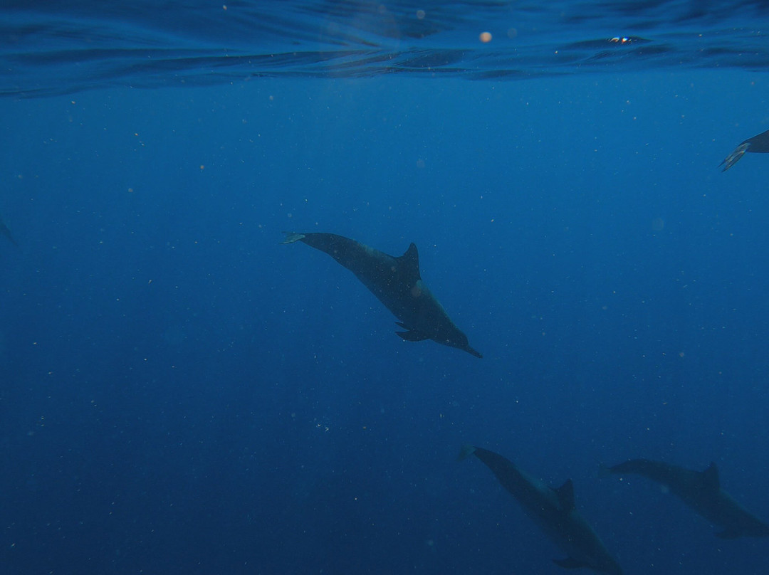 Hawai'i Surf and Kayak-普阿克必去景点