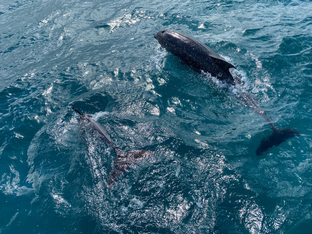 Turtle Cruise-巴拉克拉瓦必去景点