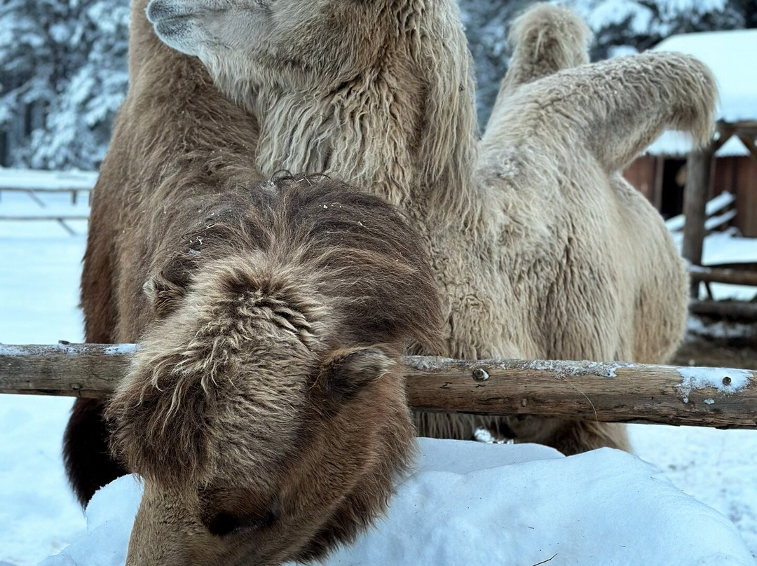 Raksi ZOO-Cesis必去景点