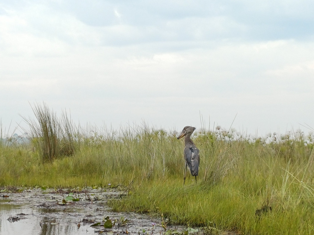 Mabamba Swamp Shoebill Bird Watching-恩德培必去景点