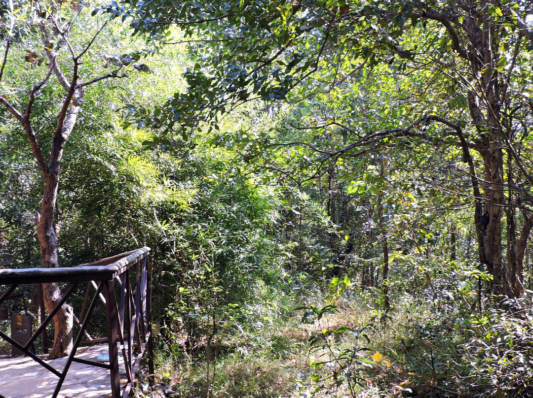 Kanha Jungle Camp主图