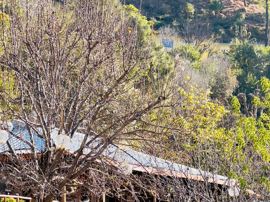 The Manor Luxury Apartments, Shimla主图