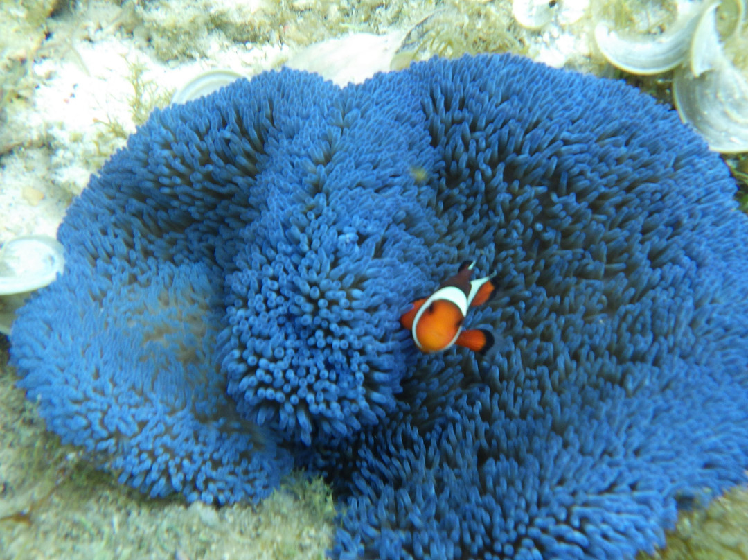 Vibrations Dive Center-圣胡安必去景点