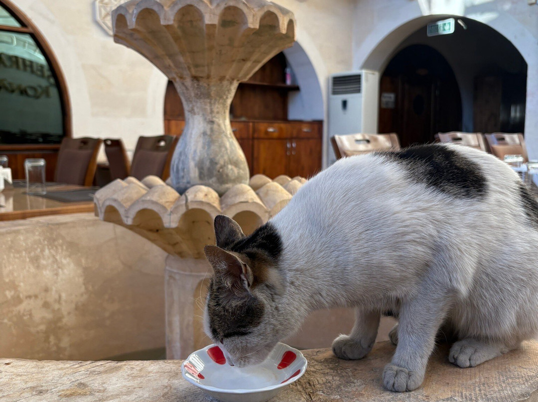 Sehrazat Konagi主图