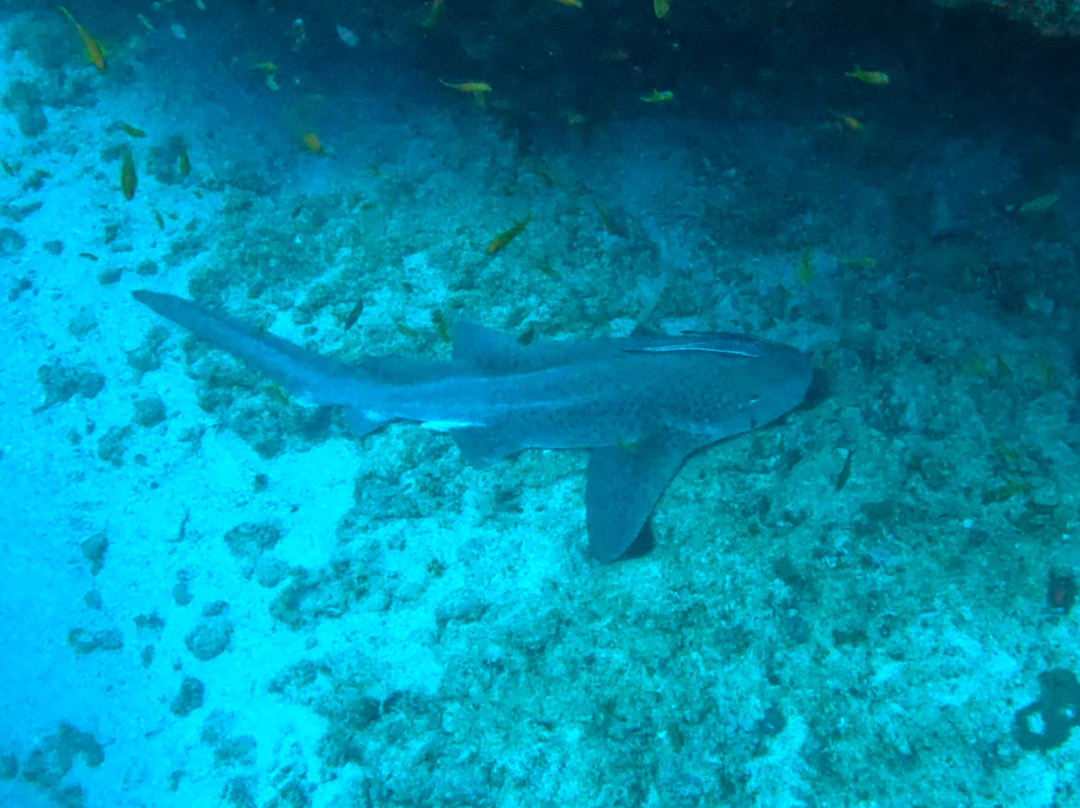 SAFARI, DRIVE & DIVE TOURS-Inhambane必去景点