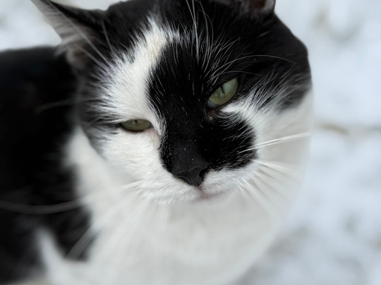 Satul Bucovinean主图