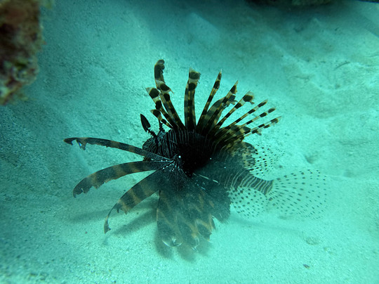 Quicksilver Dive-道格拉斯港必去景点