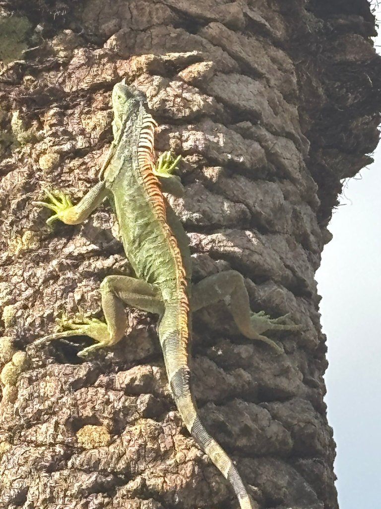 Intercontinental At Doral Miami By IHG-官方