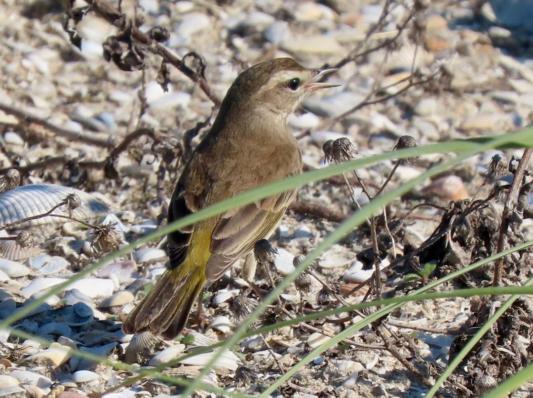 Smyrna Dunes Park-新士麦那海滩必去景点