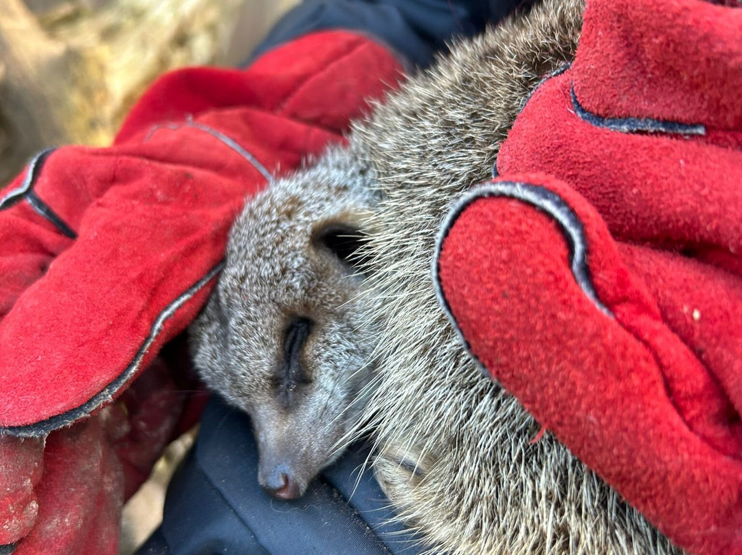 Nanny Sharon's Alpaca Farm C.I.C-Prenton必去景点