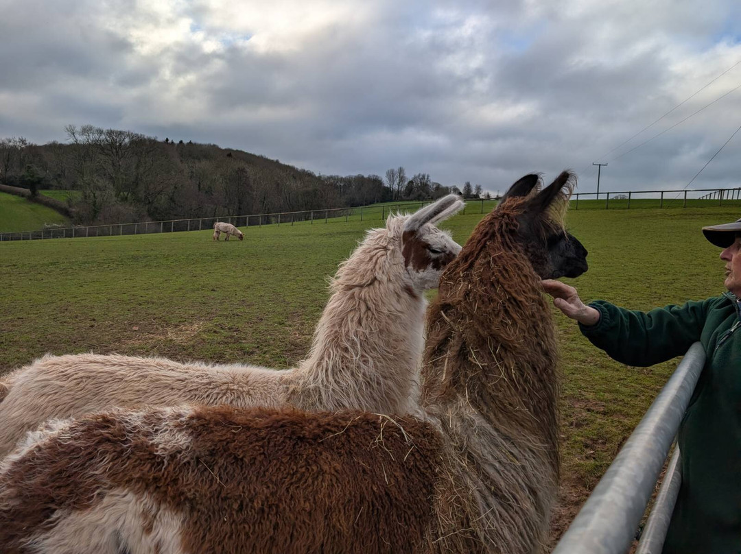 Briery Hill Llamas-Kilcot必去景点