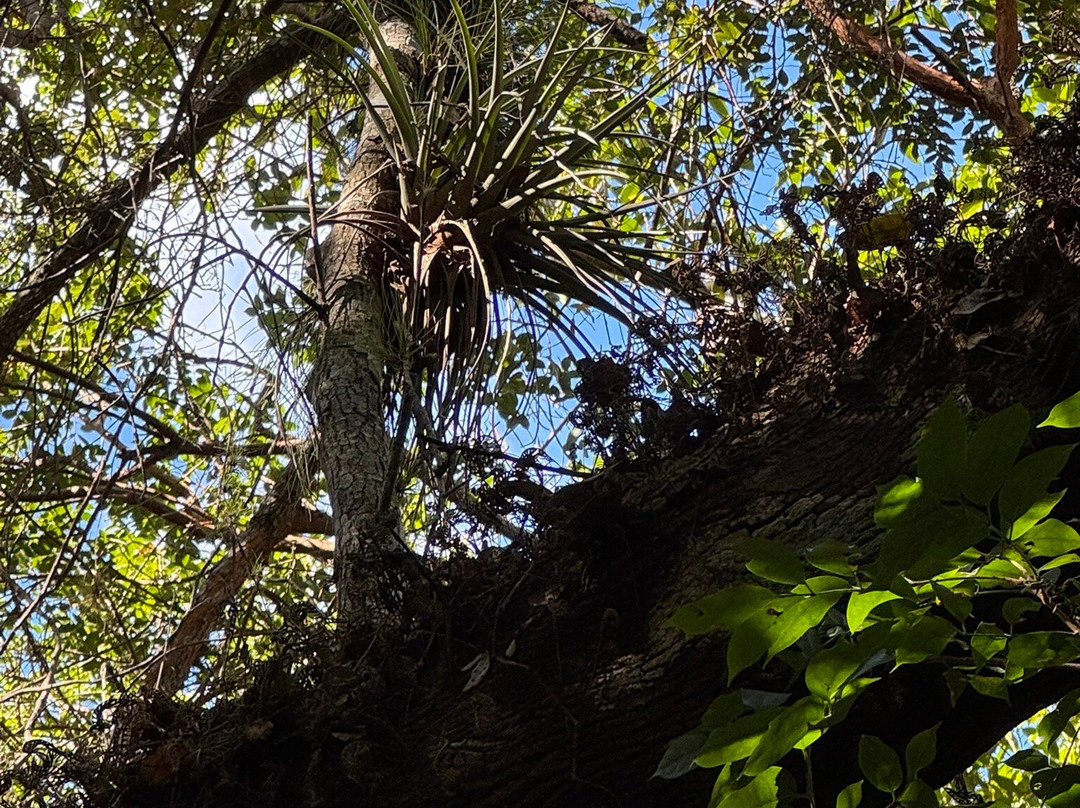 Gumbo Limbo Trail-大沼泽国家公园必去景点