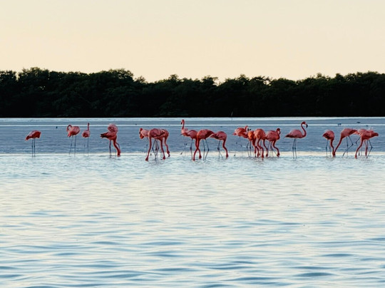 My Holbox Tours-Holbox必去景点