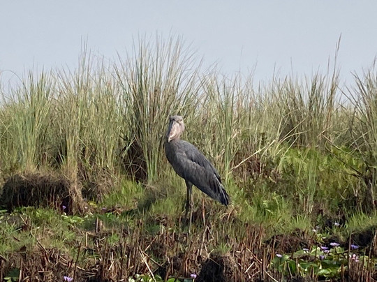 Africa Runners Company-坎帕拉必去景点