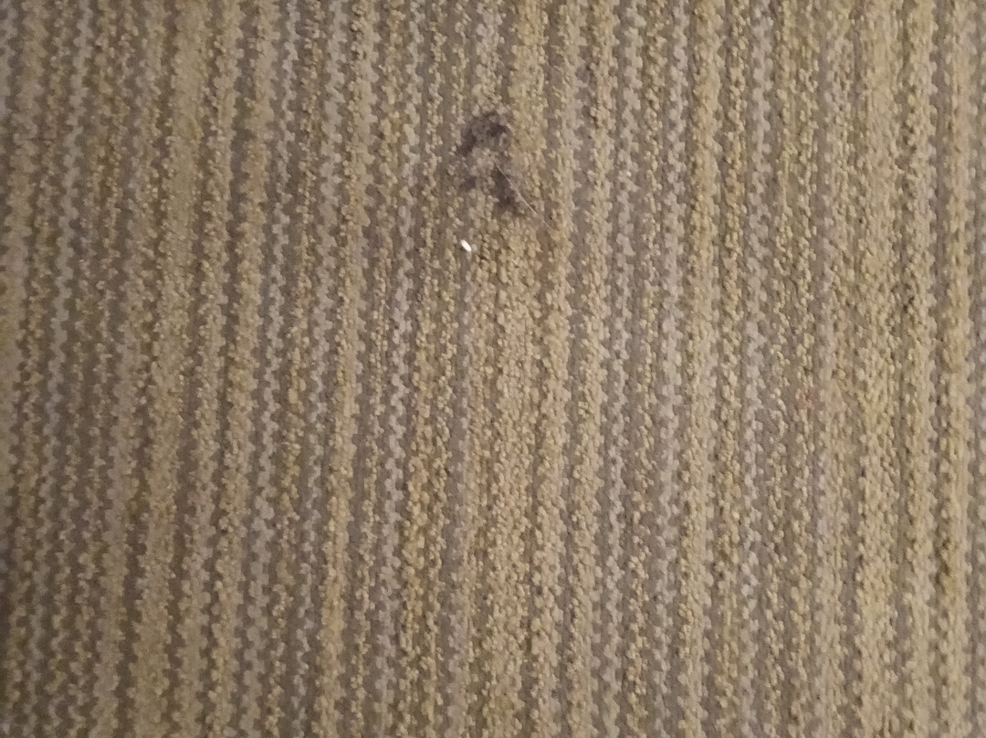 Country Inn & Suites by Radisson, Lumberton, NC主图