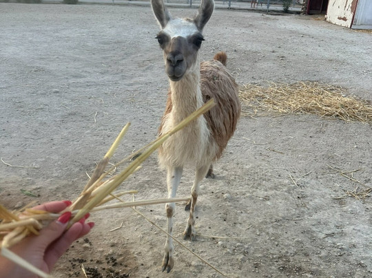 Erika's Horse Farm Kos-Marmari必去景点