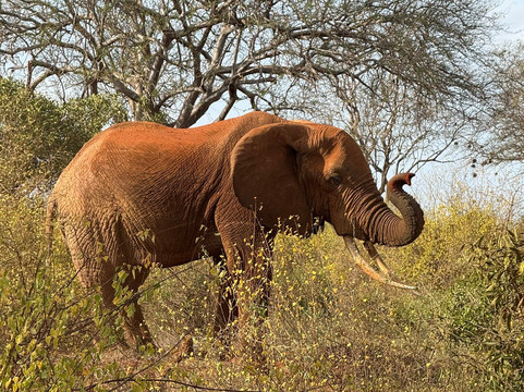 Discovery Kenya con Fragola-瓦塔木必去景点