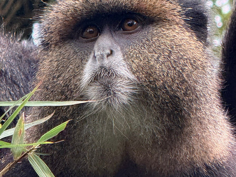 Umubano Tours - Day Tours-Ruhengeri必去景点