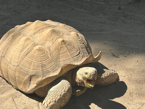 Parque Zoológico Benito Juárez-莫雷利亚必去景点